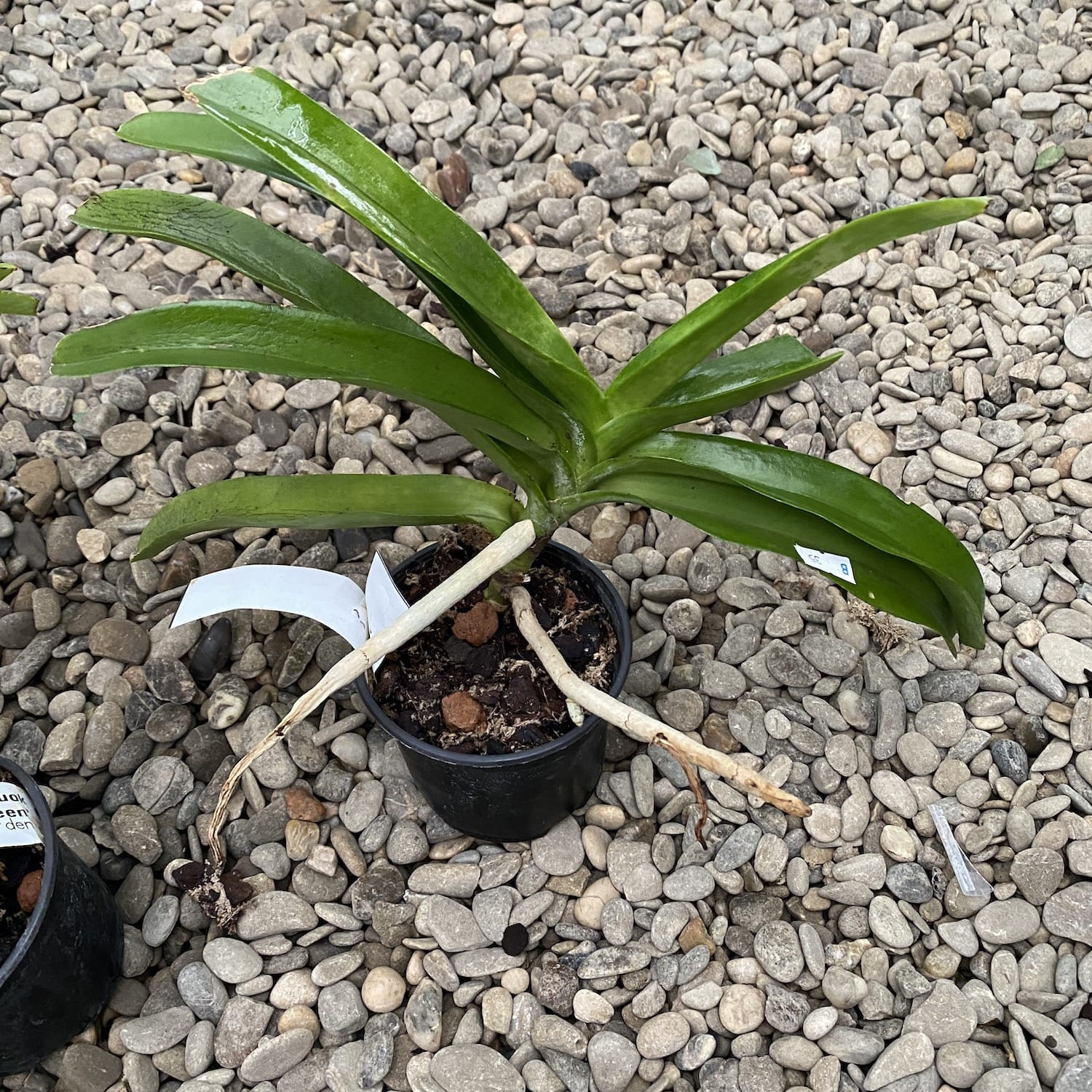 Rhynchonopsis Selina Kuok 'Perfume Queen' * parfumat