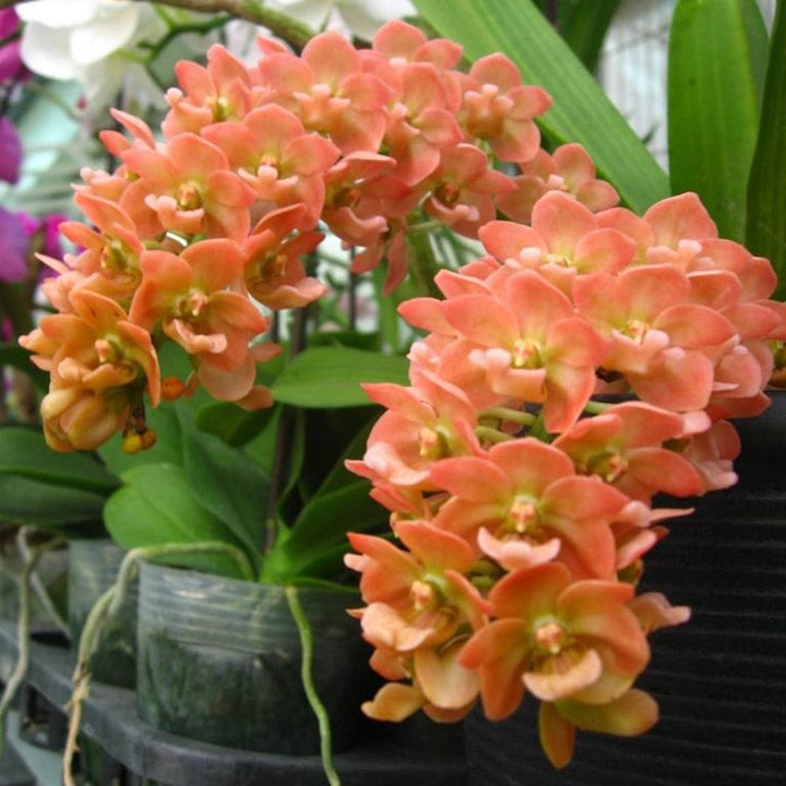 Rhynchostylis gigantea 'Orange'