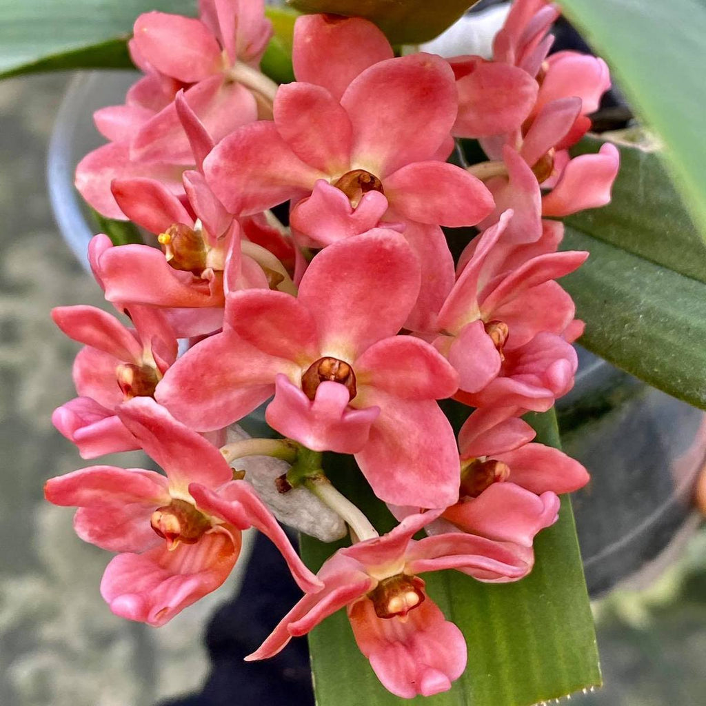 Rhynchostylis gigantea 'Orange'