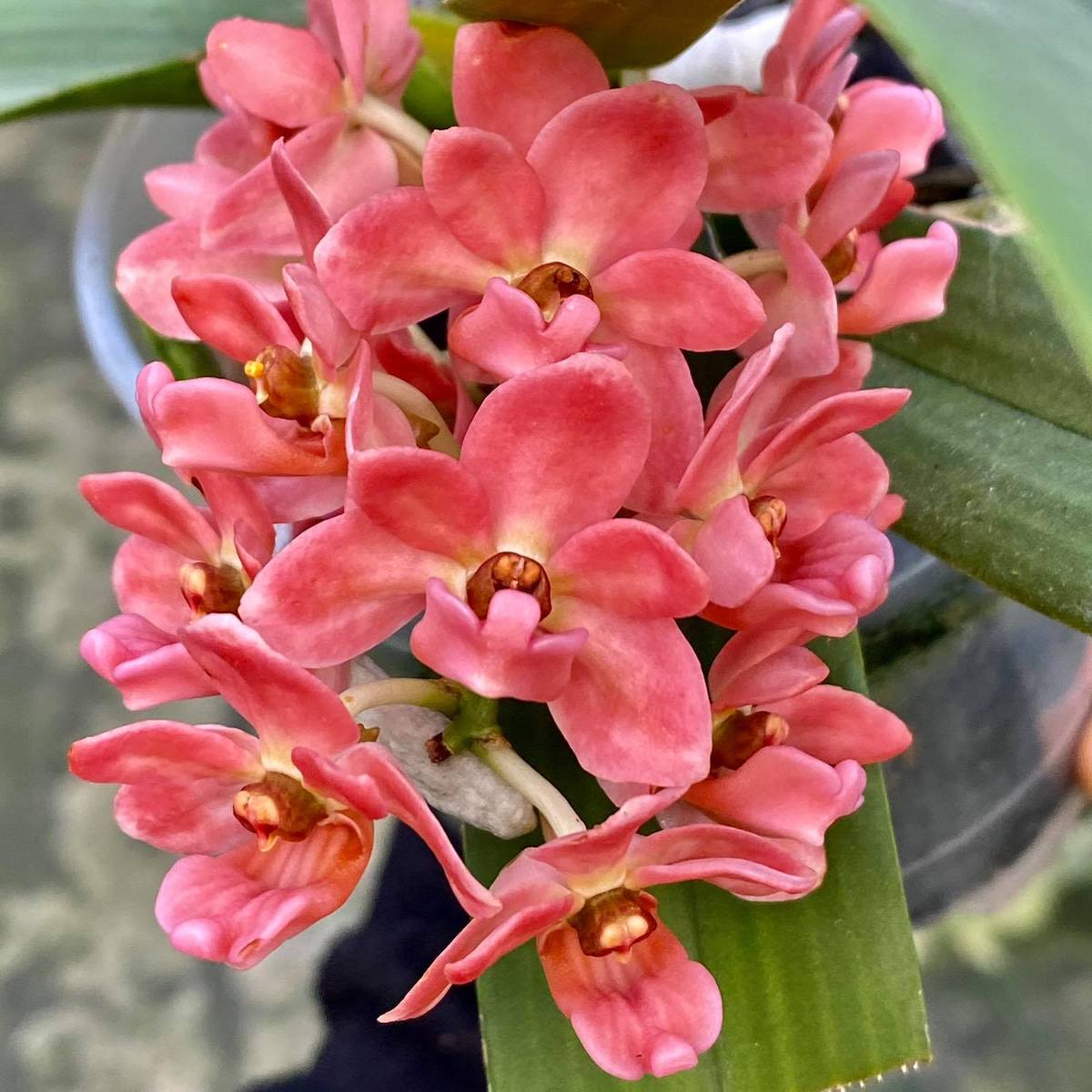 Rhynchostylis gigantea 'Orange'