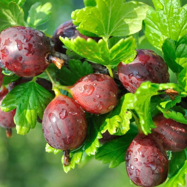 Agris rosu - Ribes uva-crispa 'Hinnonmaki Red'