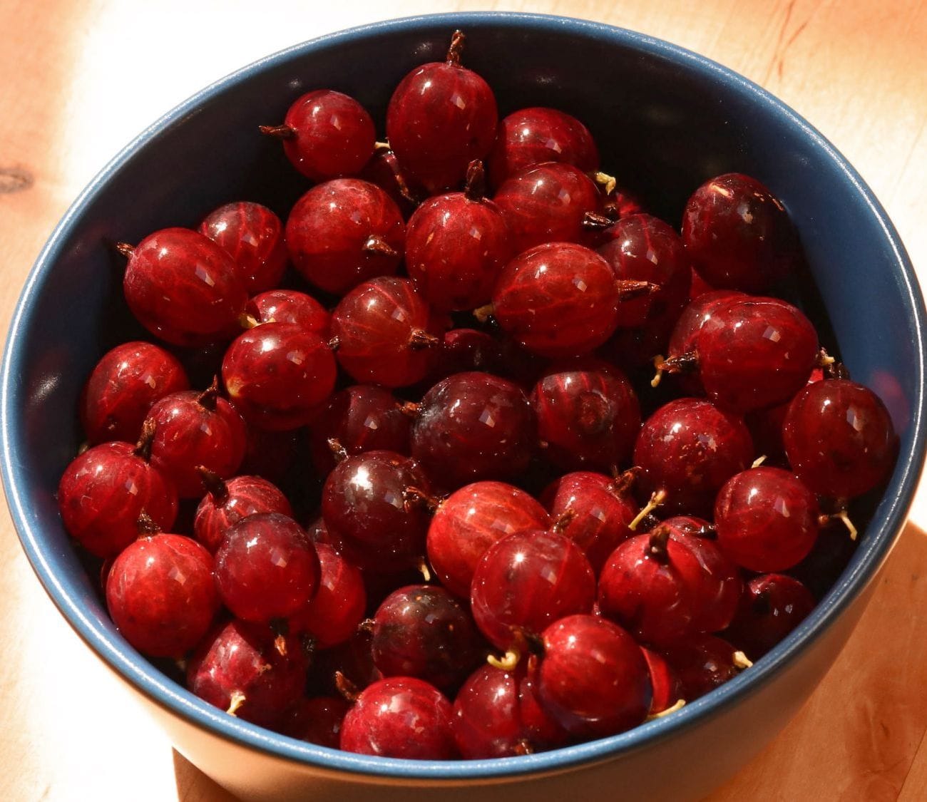 Ribes uva-crispa 'Captivator'