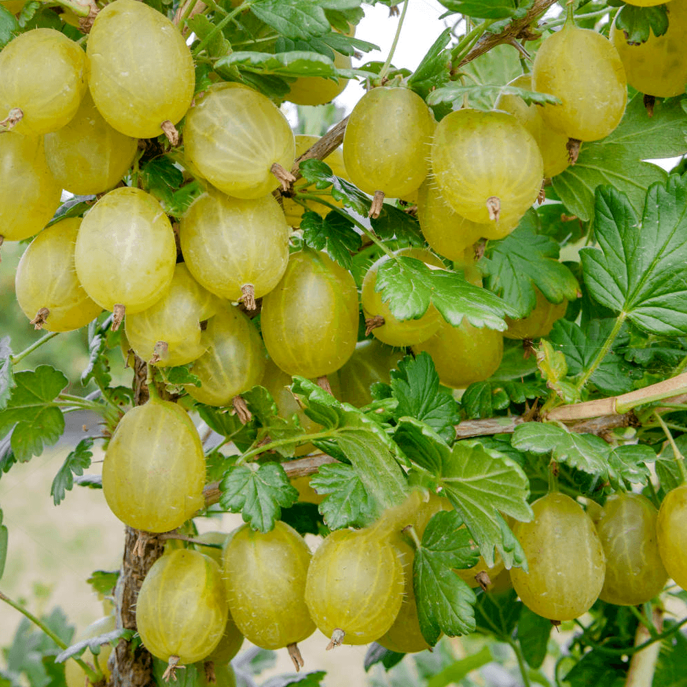 Ribes uva-crispa 'Hinnonmaki Gul'