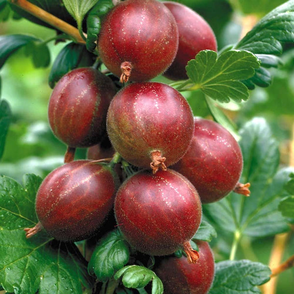 Agris rosu - Ribes uva-crispa 'Hinnonmaki Red'