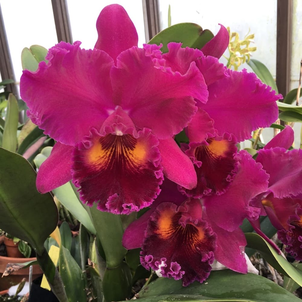Rlc. Sanyung Ruby 'Grand Dragon' AM/AOS – Secret Garden Plant Shop