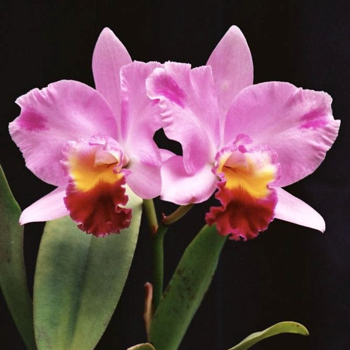 Rlc. Chian-Tzy General 'CT-Tony'