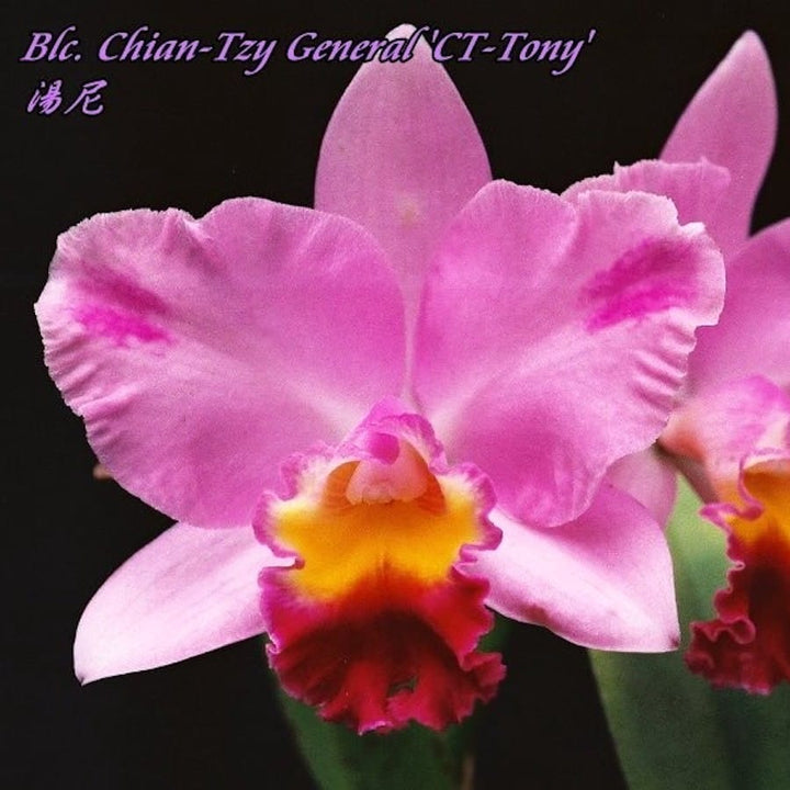 Rlc. Chian-Tzy General 'CT-Tony'