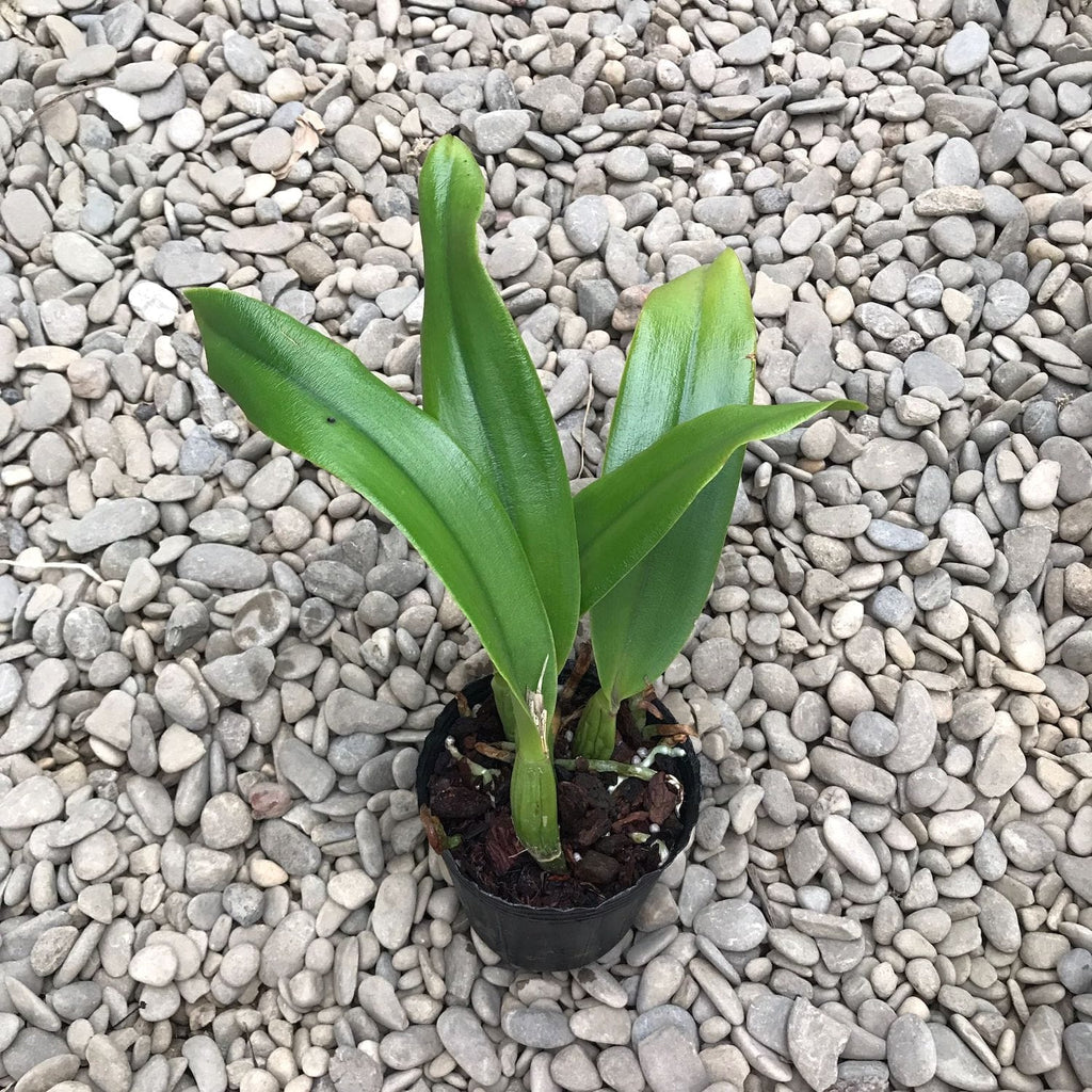 Rlc. Chian-Tzy General 'CT-Tony'