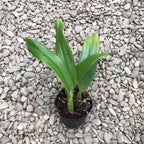 Rlc. Chian-Tzy General 'CT-Tony'