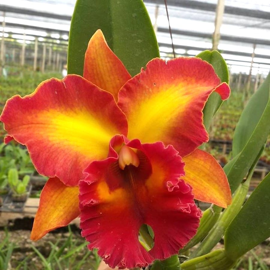 Rlc. Chomthong Fancy 'Fireball'