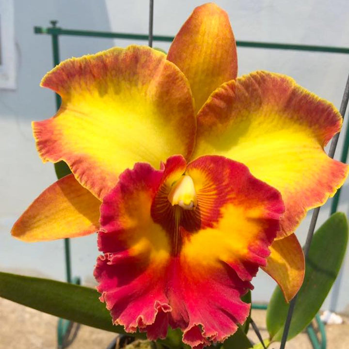 Rlc. Chomthong Fancy 'Fireball'