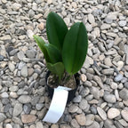 Rlc. Chunfong Apple 'Chief Jade' SM/TOGA - flori parfumate XL