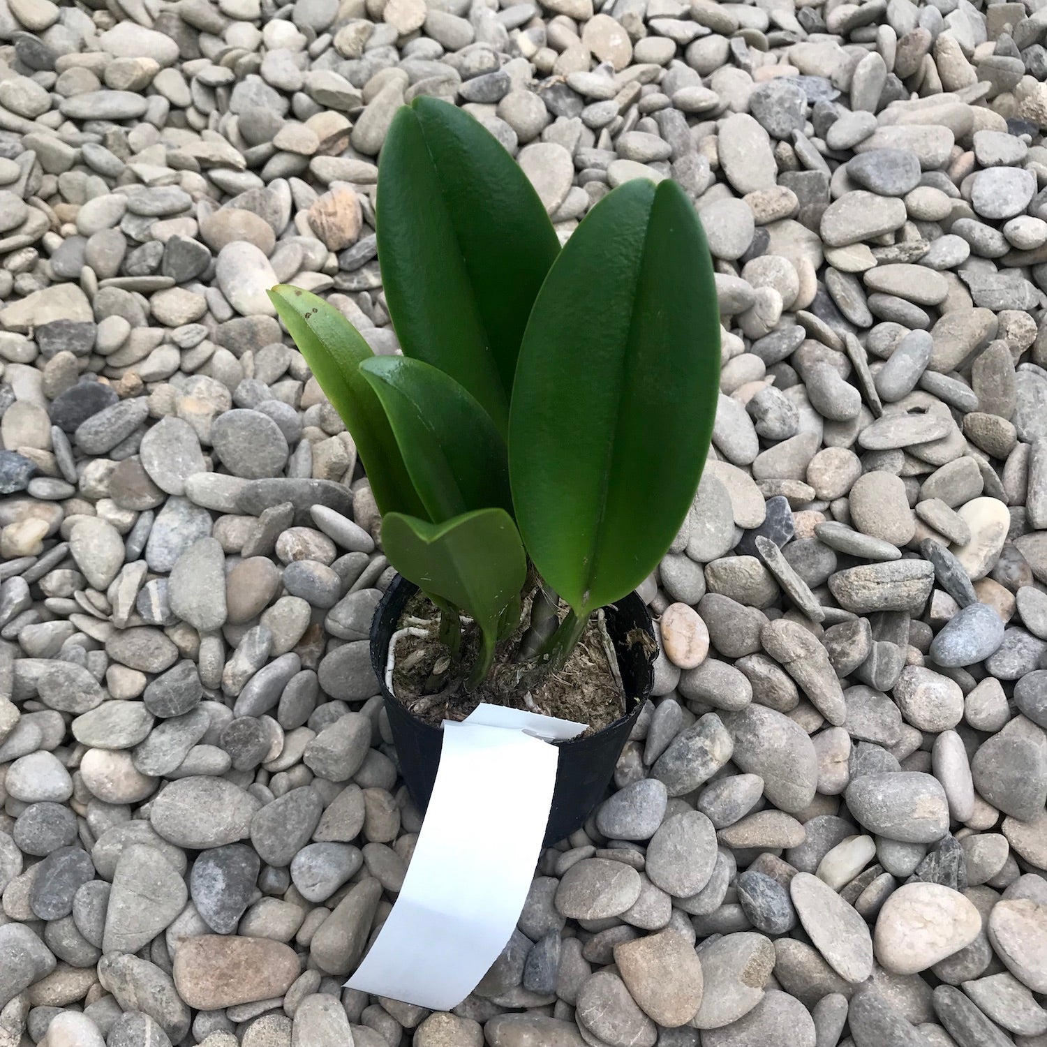 Rlc. Chunfong Apple 'Chief Jade' SM/TOGA - XL duftende Blüten