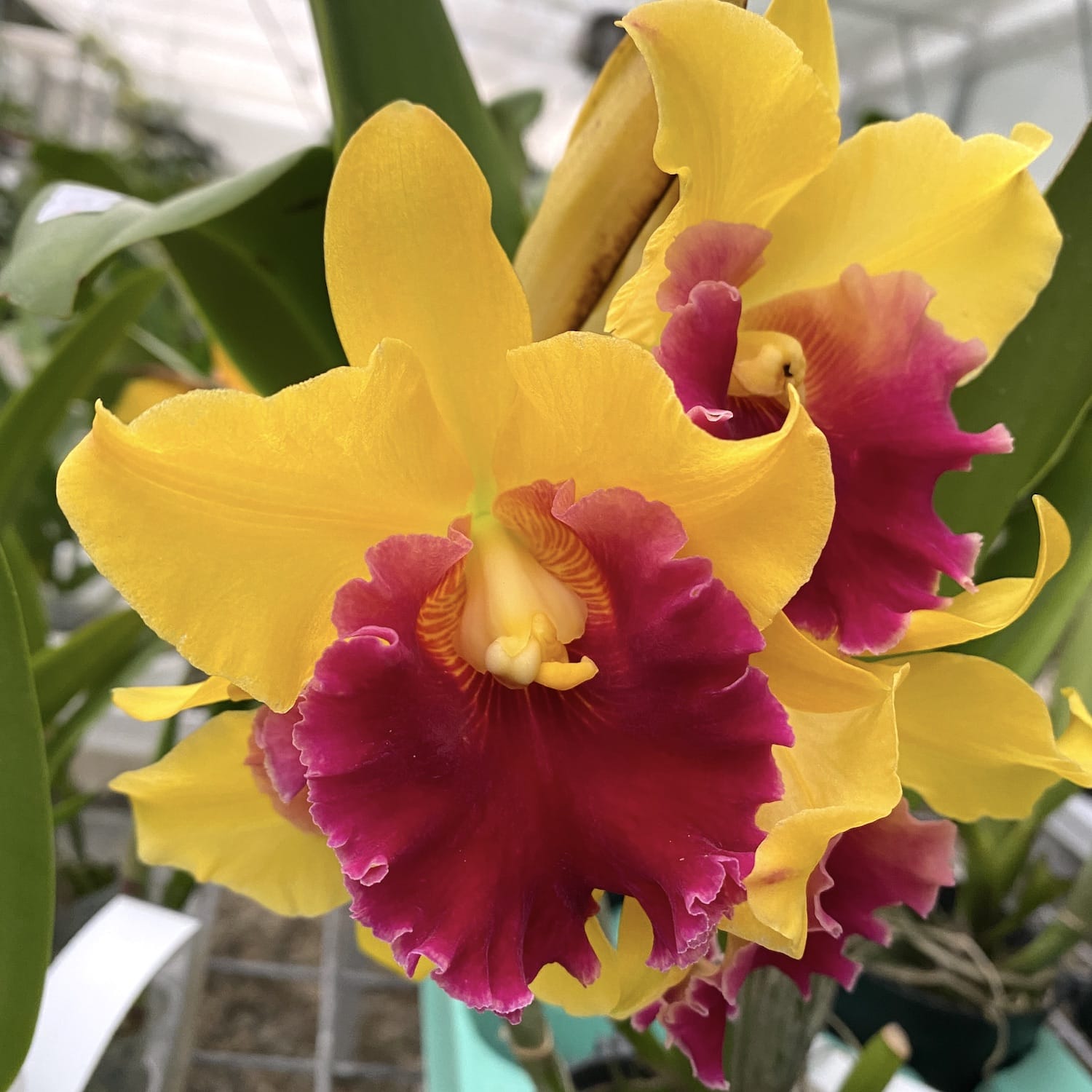 Rlc. Chunyeah 'Good Life No.1' fragrant