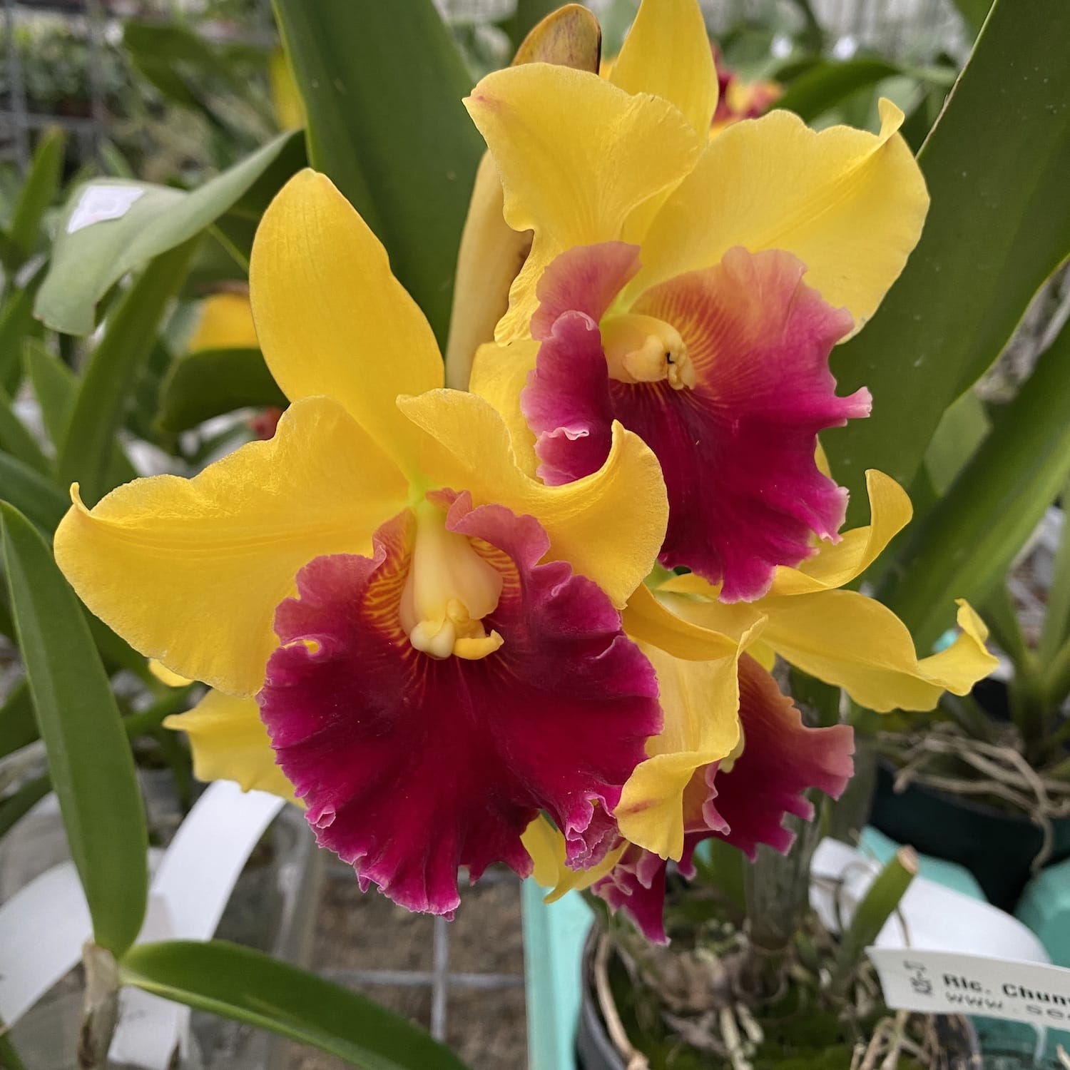 Rlc. Chunyeah 'Good Life No.1' fragrant