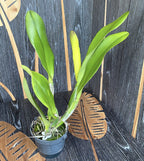 Rlc. Chunyeah 'Good Life No.1' parfumata