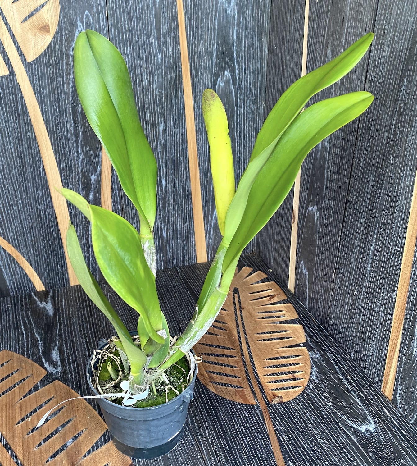 Rlc. Chunyeah 'Good Life No.1' fragrant