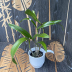 Rlc. Chyong Guu Benz (Rlc. Green Goddess x C. Batalinii)