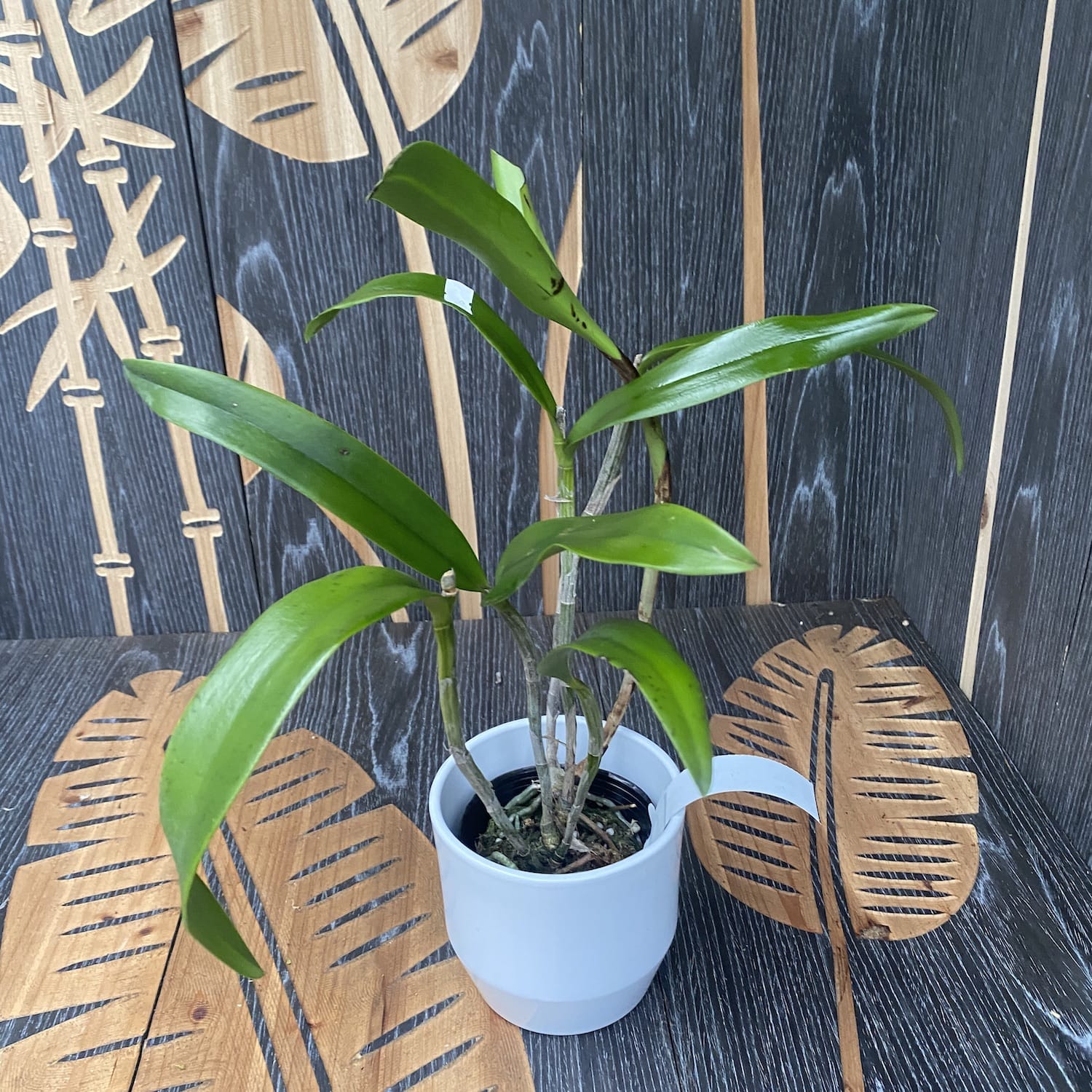 Rlc. Chyong Guu Benz (Rlc. Green Goddess x C. Batalinii)