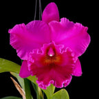 Rlc. Cornerstone - fragrant, XL flowers