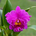 Rlc. Cornerstone - fragrant, XL flowers