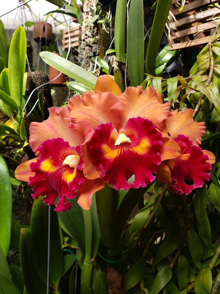 Rlc. Focus Taiwan 'Persimmon'