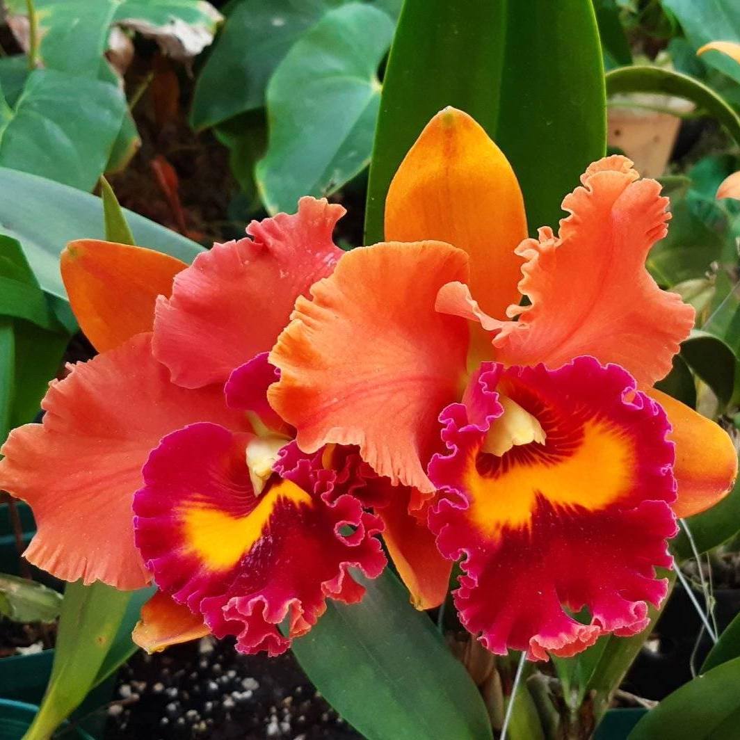 Rlc. Focus Taiwan 'Persimmon'