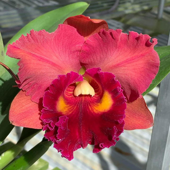 Rlc. Focus Taiwan 'Persimmon'