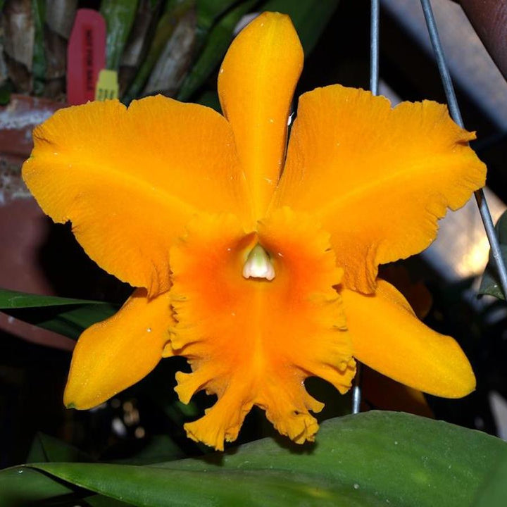 Rlc. Haw Yuan Gold