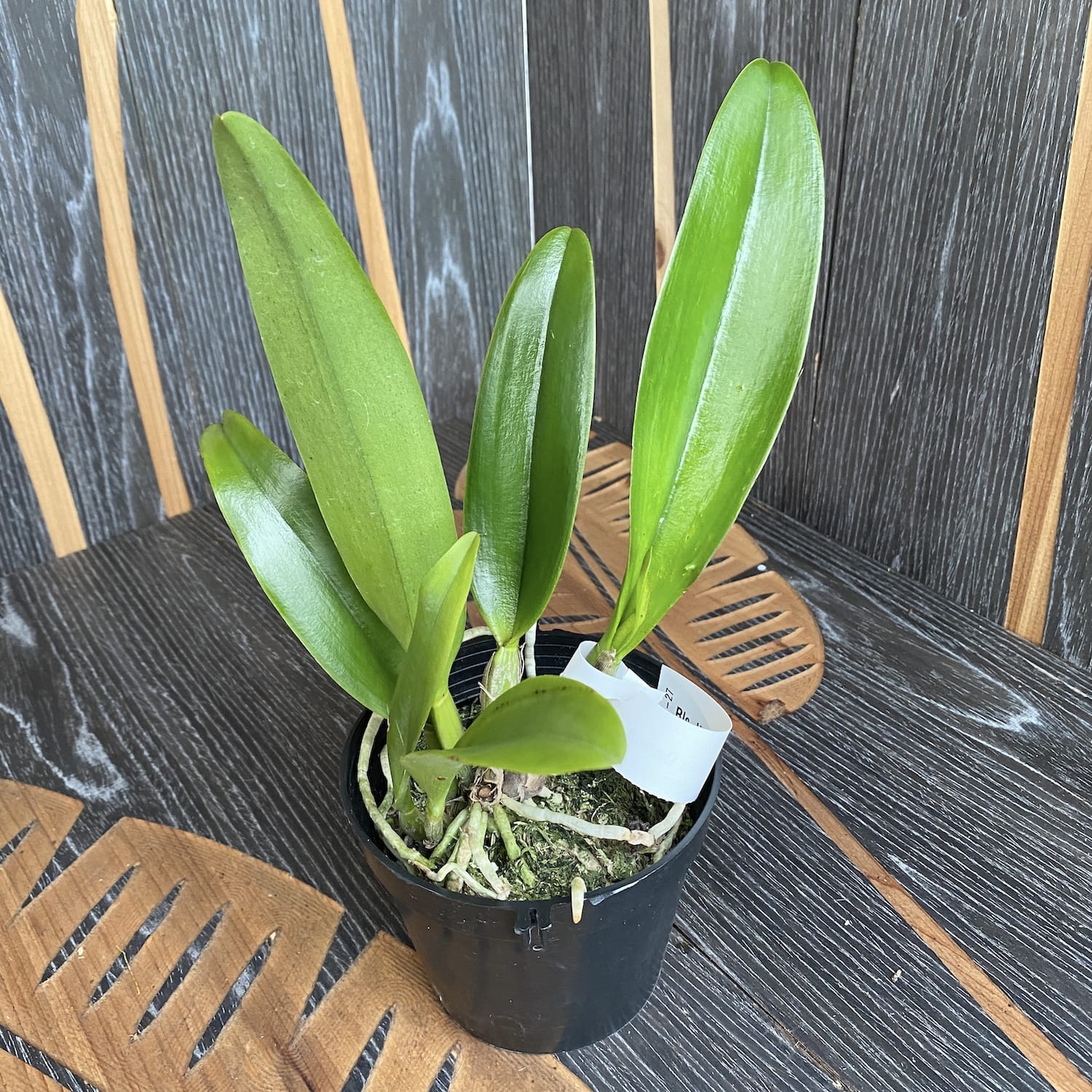 Rlc. Hey Song 'Flame dance'