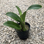 Rlc. Hey Song 'Flammentanz'