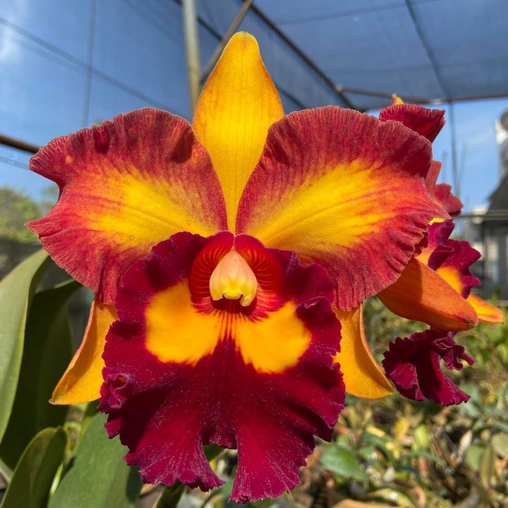 Rlc. Hsinying Joy 'Chief Wilson'