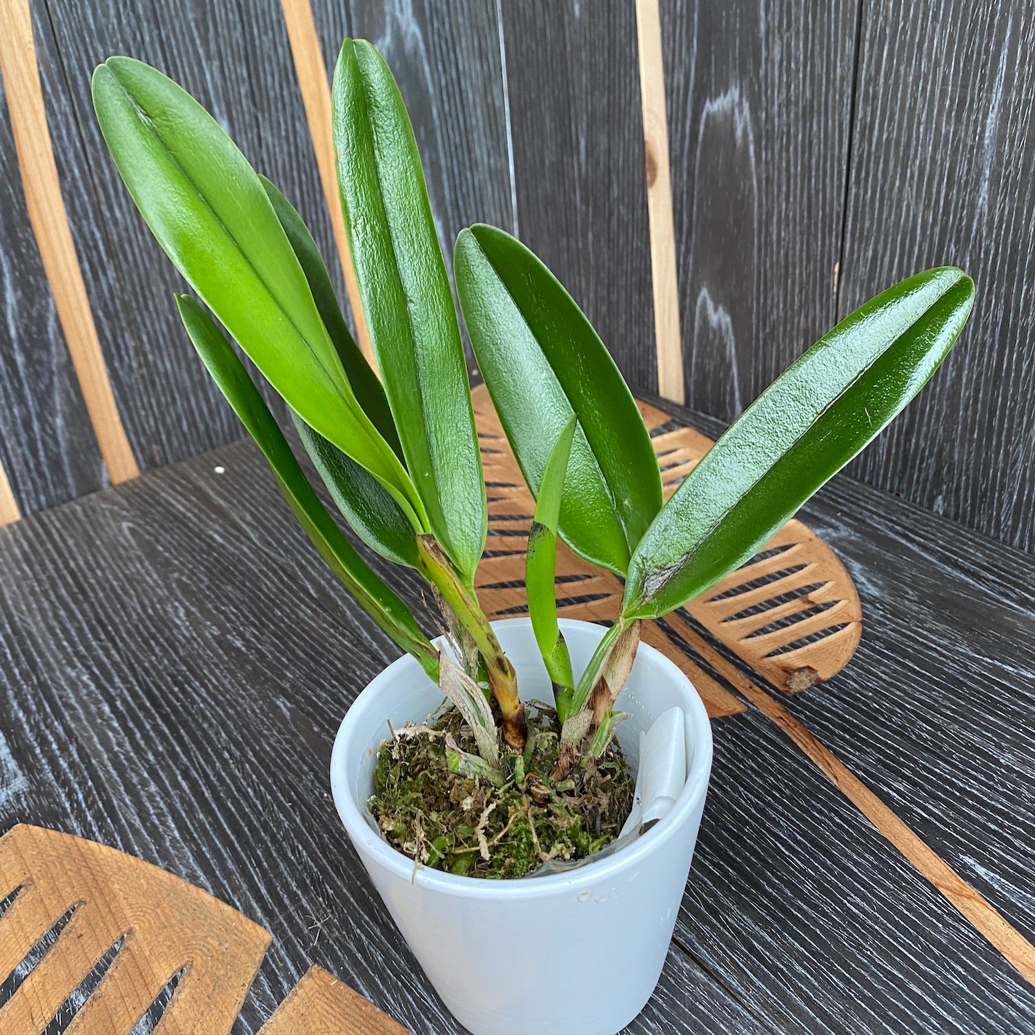 Rlc. Hsinying Joy 'Chief Wilson' – Secret Garden Plant Shop