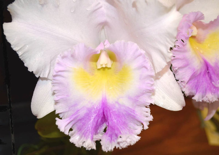 Rlc. Jinn Feng Wish 'Chief Classical'