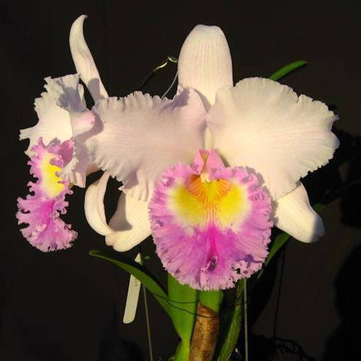 Rlc. Jinn Feng Wish 'Chief Classical'