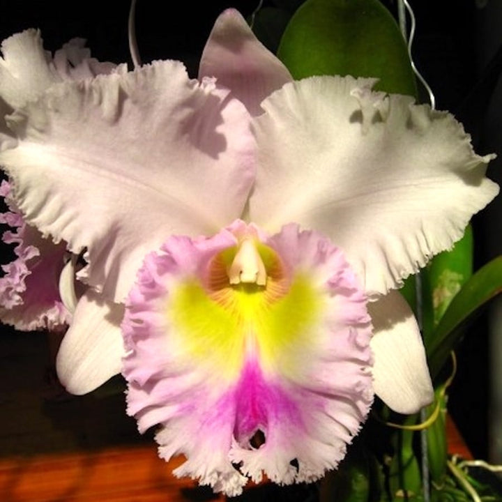 Rlc. Jinn Feng Wish 'Chief Classical'