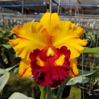 Rlc. Liu's Joyance