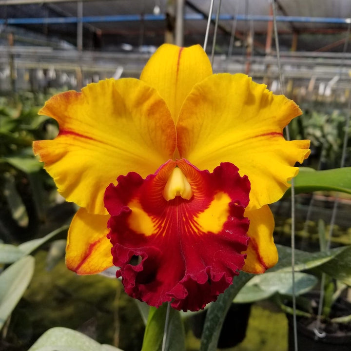 Rlc. Liu's Joyance