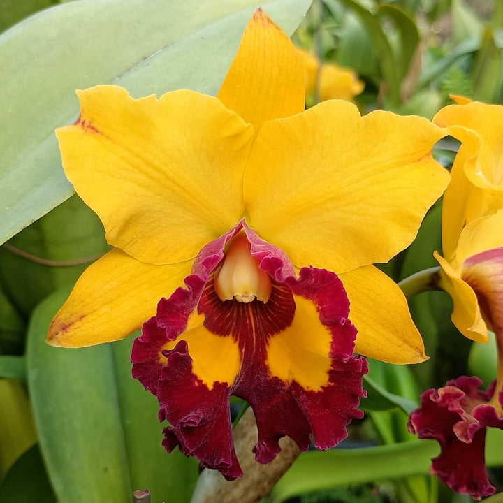 Rlc. Liu's Joyance