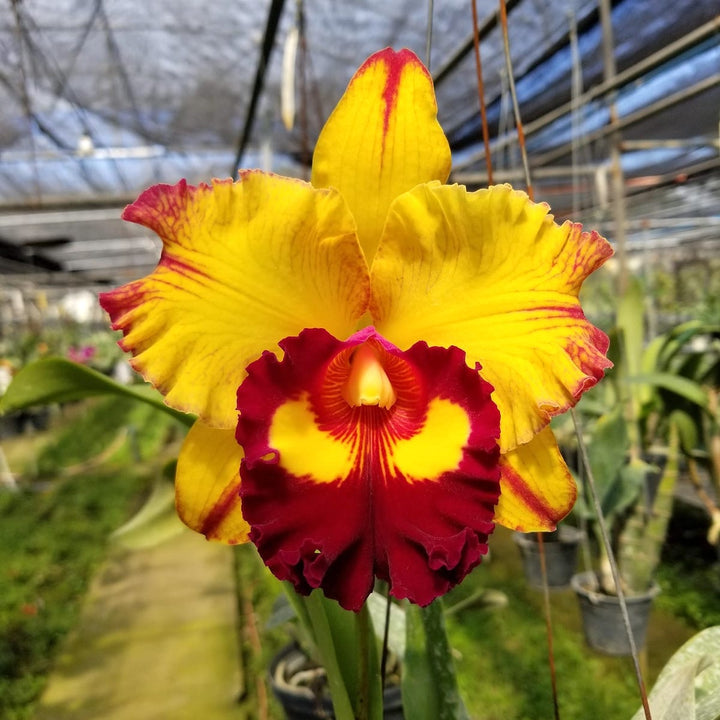 Rlc. Liu's Joyance