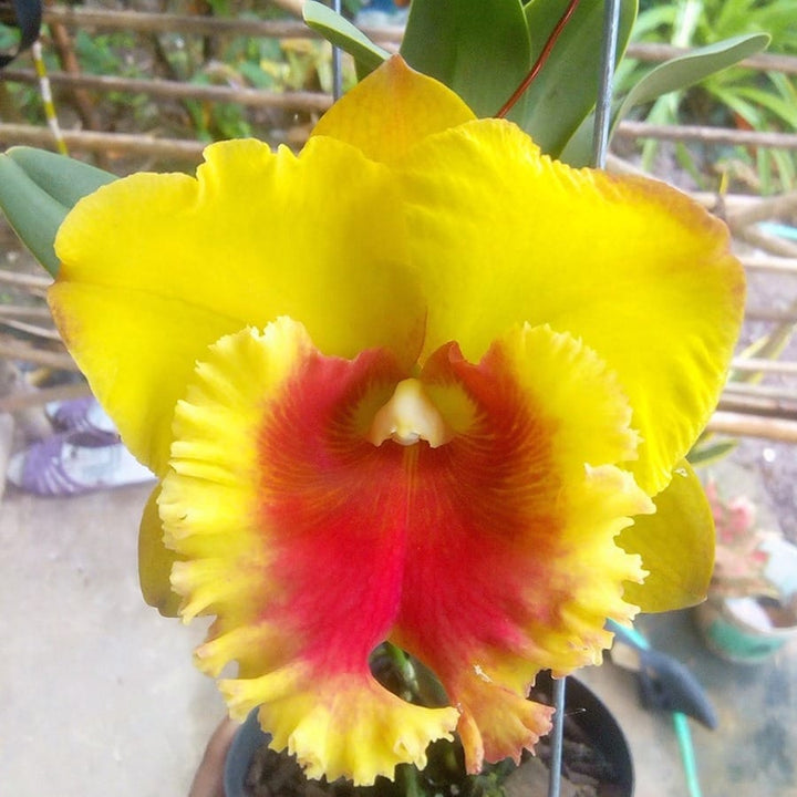 Rlc. NP Gold 'Monkey Butt'