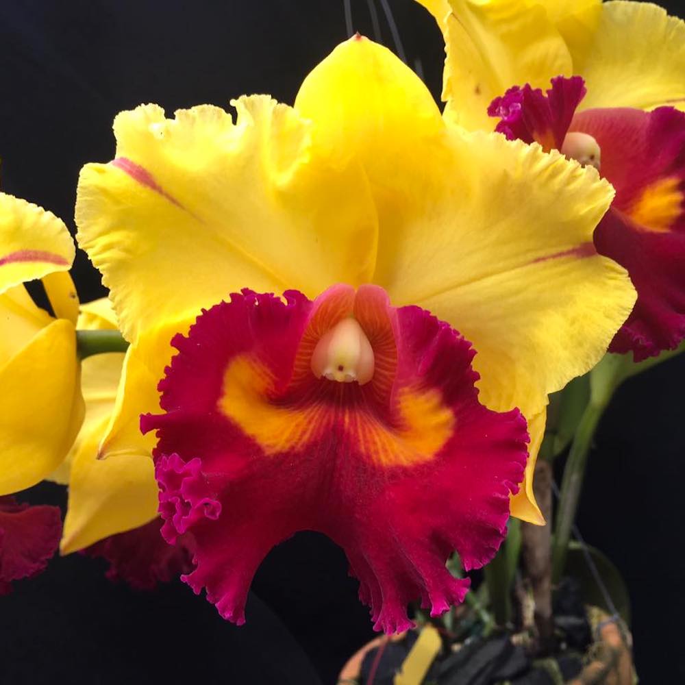 Rlc. Nakornchaisri Delight 'Yen'