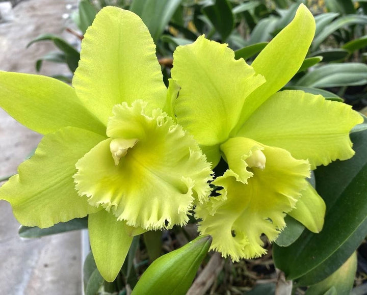 Rlc. Ports of Paradise 'Green Ching Hua'