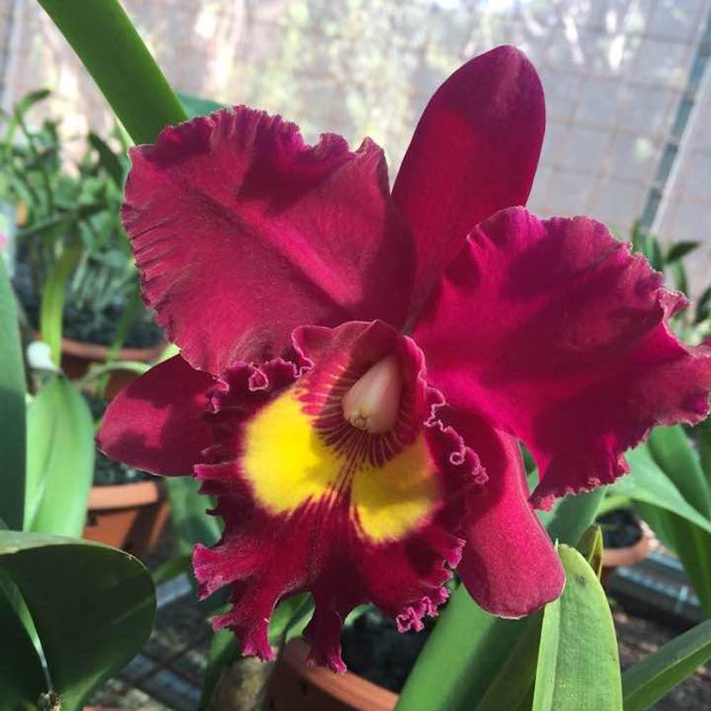 Rlc. Sanyung Ruby 'Grand Dragon' AM/AOS