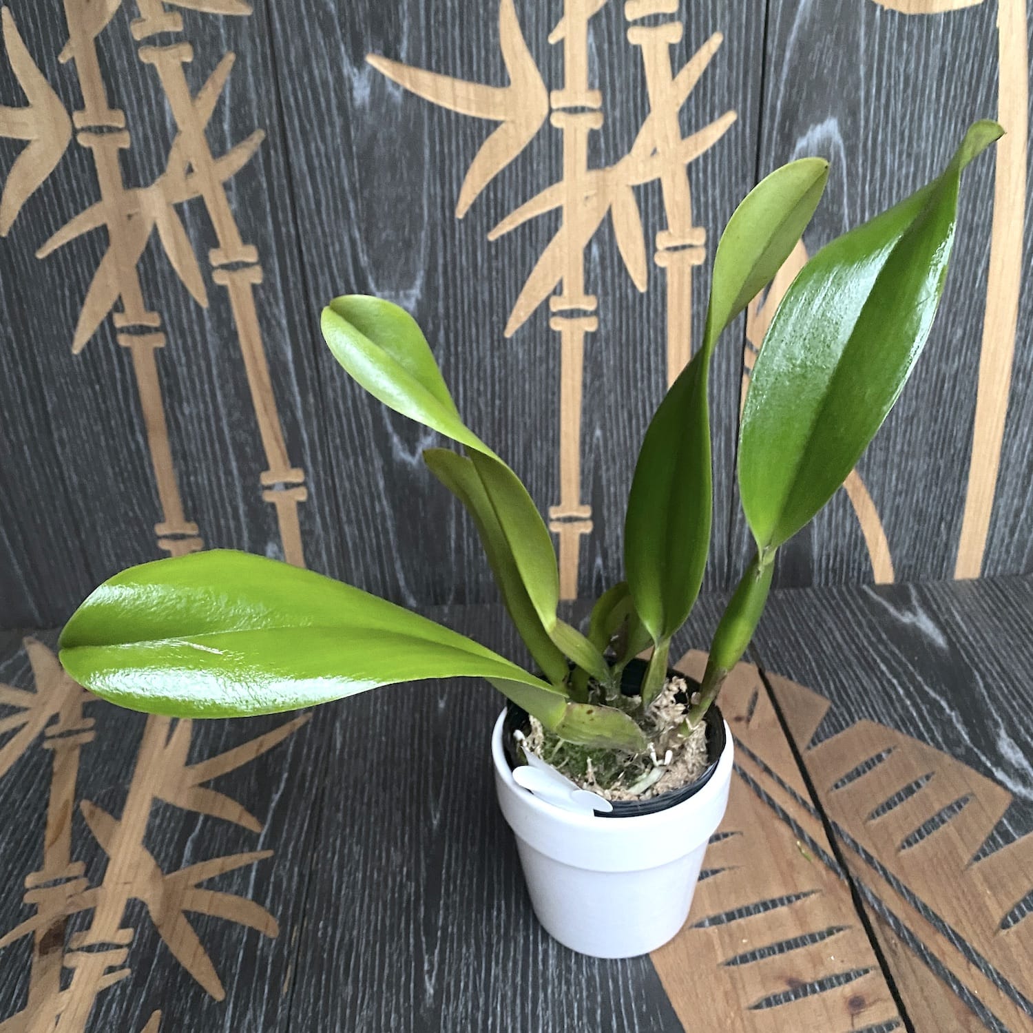 Rlc. Sanyung Ruby 'Grand Dragon' AM/AOS