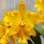 Rlc. Shinfong Luohyang