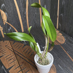 Rlc. Shinfong Luohyang duftend