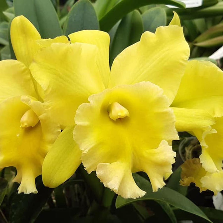 Rlc. Ta-shiang Yellow Dragon 'Pu Ti Gold'