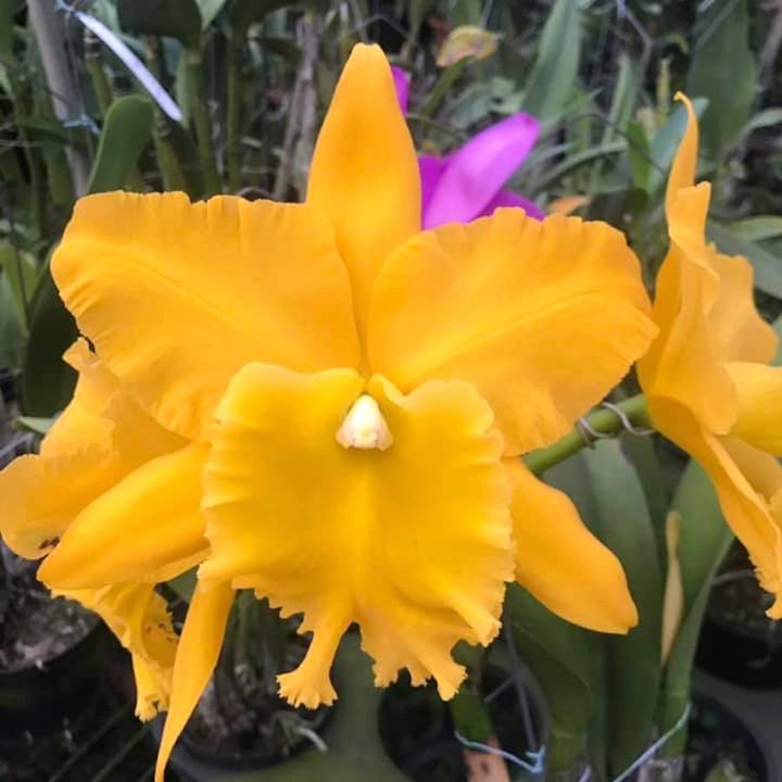 Rlc. Ta-shiang Yellow Dragon 'Pu Ti Gold'