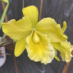 Rlc. Ta-shiang Yellow Dragon 'Pu Ti Gold' - exemplarul din poza